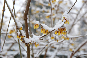 beautiful yellow flowers on tree branches covered with snow at frost