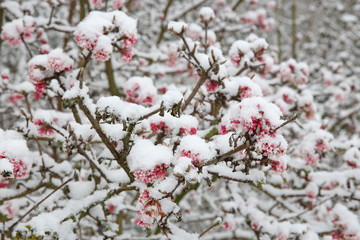 beautiful pink flowers on tree branches covered with snow at frost