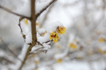 beautiful yellow flowers on tree branches covered with snow at frost