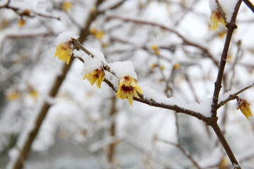 beautiful yellow flowers on tree branches covered with snow at frost