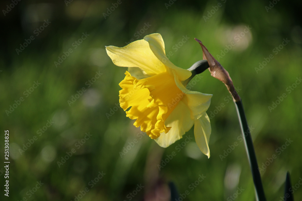 Wall mural close-up view of beautiful yellow daffodil on blurred green natural background