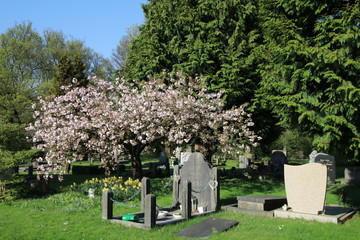 gravestones at sunny spring day, municipal cemetery in Amsterdam, The Netherlands