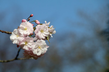 close-up view of beautiful pink cherry blossoms on twig at springtime
