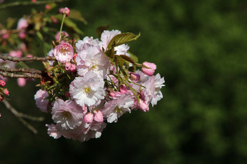 close-up view of beautiful pink cherry blossoms on twigs at springtime