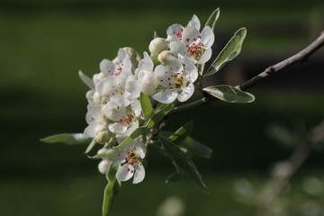 close-up view of beautiful white cherry tree blossoms on blurred green natural background
