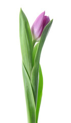 Beautiful fresh tulip on white background