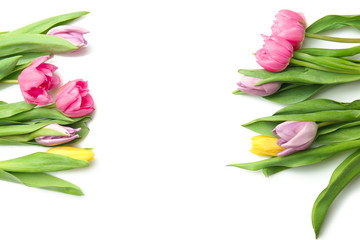 Beautiful fresh tulips on white background