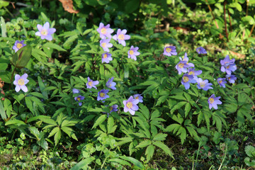 beautiful blue bellflowers with green leaves at sunny day