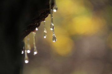 close-up view of leaking drops of pine tar or resin on dark tree bark at springtime