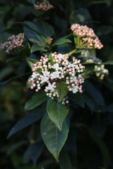 close-up view of beautiful small flowers with green leaves at spring day