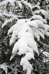 snow-covered coniferous twigs at municipal cemetery in amsterdam, netherlands