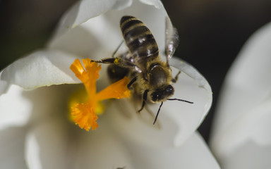 A bee collecting honey from a white crocus flower with an orange pestle and stamens. Macro with selective focus. Saffron in the spring garden.