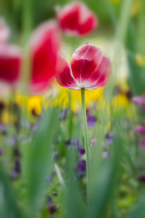 red tulips in the garden