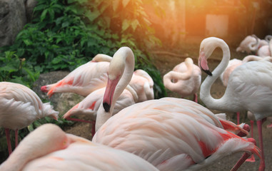 Flamboyance of greater flamingos wading in the zoo.