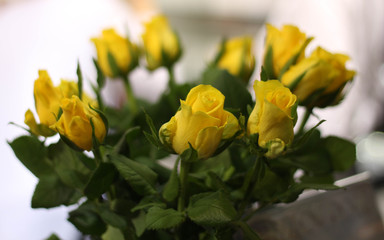 This yellow roses bouquet, sunshine color conveys joy, gladness and friendship. Bouquet of yellow roses