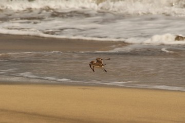 Bird on the beach