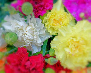 colorful carnation flowers top view closeup, natural background, blured limits