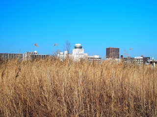 河川敷の枯れ荻越しに見る松戸市街風景