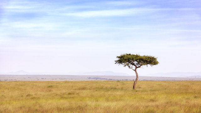 Acacia tree in the Masai Mara