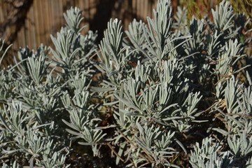 Obraz premium Lavendel