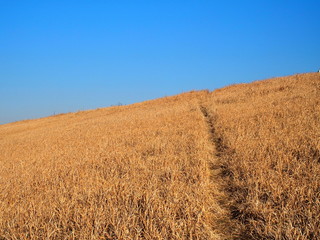 自然にできた小道のある枯れ草の早春の江戸川土手風景