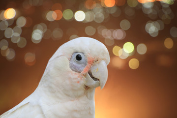 Cute white cockatoo and  bokeh background.