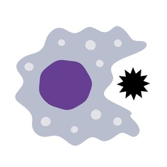 マクロファージ