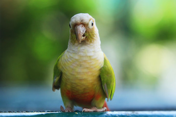 Cute little parrot.