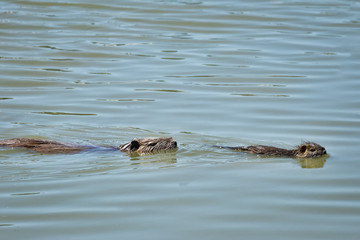 .The beaver with baby is swimming in the water. Reserve Camargue. France