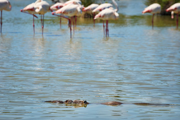 The beaver with baby is swimming in the water..In the background are flamingos. Focus concept. Reserve Camargue. France