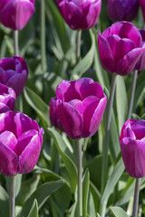 Tulips flowers, herbaceous palnt bloomin in spring.