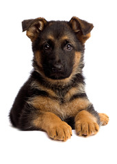 shepherd puppy isolated