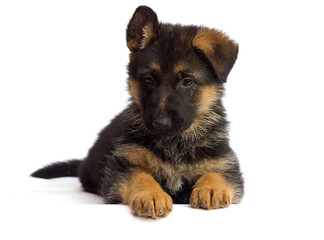 shepherd puppy isolated