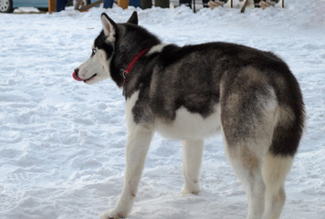dog husky in the winter for a walk