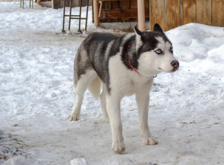 dog husky in the winter for a walk