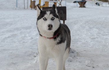 dog husky in the winter for a walk