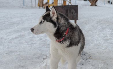 dog husky in the winter for a walk