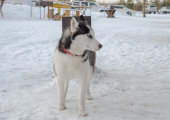 dog husky in the winter for a walk