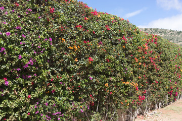 Bunt bl&uuml;hende Hecke