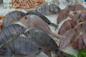 Fische und Meeresfrüchte am Fischmarkt