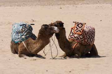 Zwei Kamele am Strand von Agadir