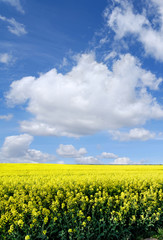 Obraz premium Idyllic landscape, yellow colza fields under the blue sky and white clouds
