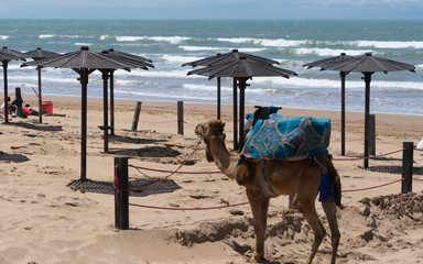 Kamel und Sonnenschirme am Strand von Agadir / Marokko