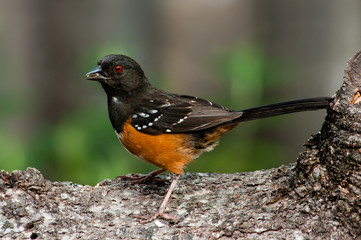 Spotted Towhee (Pipilo maculatus). Willamette Valley, Oregon.