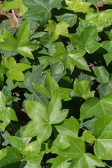 Grüne Wand / Efeu - Textur