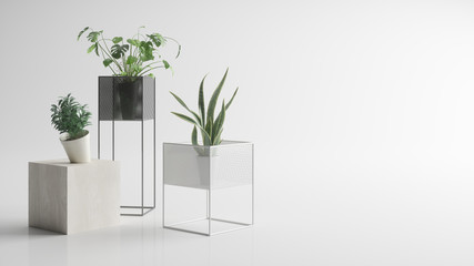 Houseplants on a white background. Monstera and Sansevieria. 3d illustration