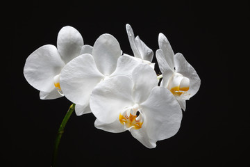  Beautiful delicate white orchid flower with a yellow center.
