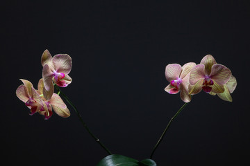  Beautiful pink orchid flower on a background in the studio.
