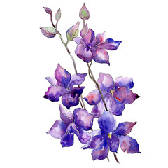 Fototapeta na wymiar Purple delphinium bouquet floral botanical flower. Watercolor background set. Isolated delphinium illustration element.