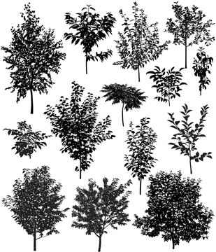 Collection of silhouettes of trees: apple, apricot, birch, cherry, pear, plum, walnut, sumac
